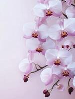 Blooming Orchid Branch with White and Pink Petals on Pastel Background photo
