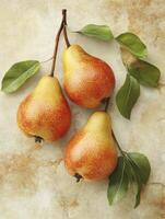Three Pears Still Life with Leaves on Textured Background photo