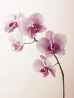 Elegant Pink Orchid Blossoms on Stem in Soft Focus Studio Shot photo