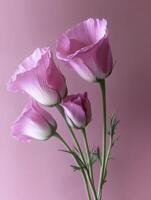 Elegant Pink Flowers Still Life Against Pink Background for Creative Use photo