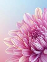 Blooming Pink Chrysanthemum Flower in Detailed Macro Shot on Soft Background photo