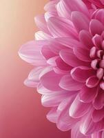 Pink Dahlia Flower Close-up with Delicate Petals and Soft Lighting photo