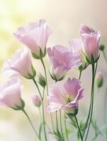 Blooming Pink Flowers with Delicate Petals and Soft Background Light photo