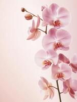 Elegant Pink Orchid Blossom on Stem with Buds Floral Background photo