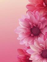 Close-up of Pink Dahlia Flowers with Soft Petals and Gradient Background photo