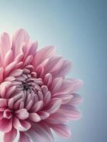 Close-up Pink Chrysanthemum Flower Bloom with Soft Light and Delicate Petals photo