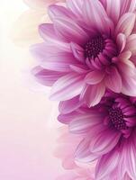 Blooming Dahlia Flower Close-up with Soft Pink and Purple Hues photo