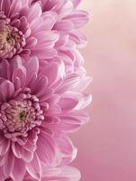Close-up of Pink Chrysanthemum Flowers on a Soft Pink Background photo