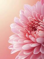 Close-up Pink Gerbera Daisy Petals Radiating Elegance and Softness photo