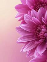 Close-up of Pink Dahlia Flowers Blooming on Gradient Background photo