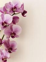 Blooming Orchid Branch with Purple Flowers on Creamy Background Creates Serenity photo