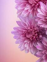 Blooming Purple Chrysanthemum Flowers Close-up with Soft Pastel Gradient Background photo