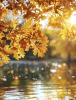 Golden Oak Leaves Reflecting in Lake Water During Autumn Season photo