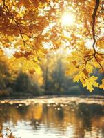 Golden Autumn Maple Leaves Overlooking Calm Lake with Sun Shining Through photo