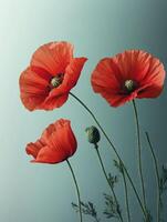 Blooming Red Poppies Close Up Against a Soft Gradient Background photo