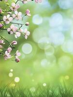 Blooming Cherry Branch with Blurred Green Background for Springtime Designs photo