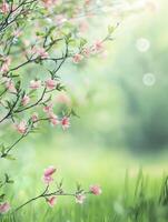 Blooming Spring Flowers with Soft Green Bokeh Background in Garden photo