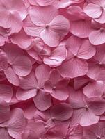 Overhead View of Pink Hydrangea Flowers Creating a Textured Floral Background photo