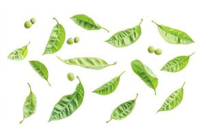 Scattered Fresh Green Leaves and Fruit on White Background Composition photo