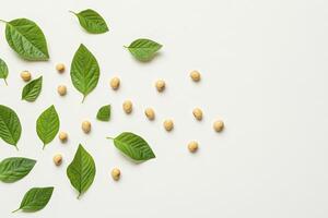 Soybean and Green Leaves Arrangement Flat Lay on White Background photo