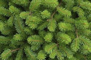 Close-up of Evergreen Fir Tree Branches with Needles and Texture photo