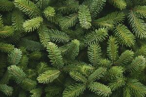 Close Up Fir Tree Branches with Green Needles Pattern Background photo