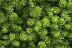 Closeup of Vibrant Green Fir Tree Branches Creating a Dense Texture photo