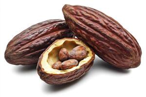 Cocoa Pods with Beans Isolated on White Background for Chocolate Production photo