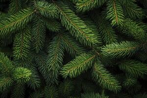Close-up of Evergreen Tree Branches with Fresh Green Needles Texture photo
