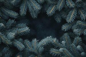 Close-up of Blue Spruce Tree Branches and Cones Creating Natural Frame photo