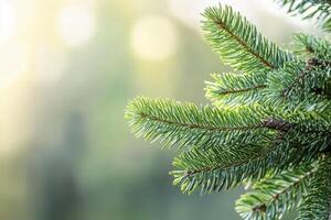 Close-up of Fir Tree Branch with Bokeh Lights Background photo