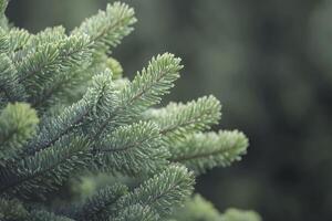 Close Up of Evergreen Fir Branches with Soft Green Color Palette photo