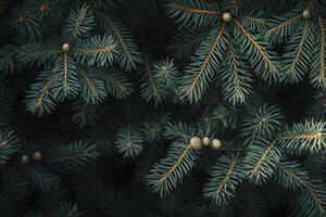Close-up of Evergreen Tree Branch with Small Cones in Natural Light photo