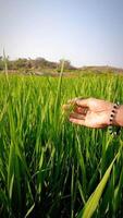 Rice field beautiful view, close shot of rice video