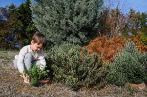 A young boy sits beside a garden bed, holding a small pot of mint and preparing to plant it. photo