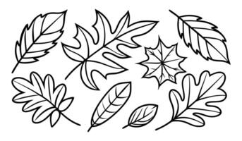 Hand drawn different autumn leaves outline vector