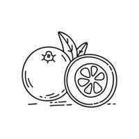 Nagami kumquat sliced in half with visible seeds vector