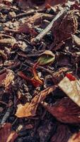 A plant growing in the middle of a pile of leaves photo