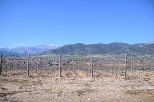 Rolling vineyards burst into life in spring, with green hills blending into the distant mountains. photo