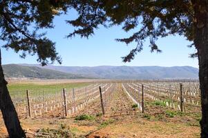 The fresh greenery of a vineyard contrasts beautifully with the rugged mountains in the distance. photo