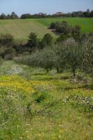 a panoramic view of gentle hills covered in endless rows of olive trees, stretching under a clear blue sky. photo