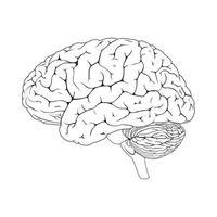 Brain or mind side view line art vector