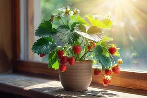 Bright strawberry plant with ripe and unripe berries growing in clay pot on bright windowsill, flooded with soft sunlight, home garden on windowsill photo