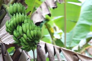 Banana tree with bunch of green bananas close-up. Organic food and organic farming concept. photo