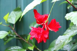 Bright red hibiscus flower with delicate petals and raindrops on the surface, against the background of juicy green leaves. Symbol of beauty, love and tropical nature photo