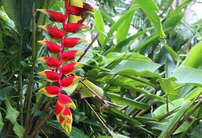 vibrant heliconia flower with red and yellow bracts stands out against lush green tropical foliage. Exotic plant symbolizes paradise, summer, and the beauty of tropical nature photo