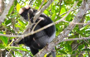 black and gray monkey with a fluffy head sits on a tree branch surrounded by green leaves in a tropical forest. photo