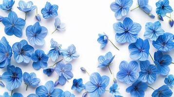Delicate blue spring flowers are scattered on a white background creating a delicate border with empty copy space in the center. Floral blue background photo