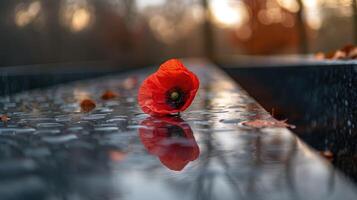 A red poppy lies on the wet, polished stone surface of the memorial, reflecting in drops of water. Remembrance Day. Symbol of remembrance of the victims of World War II in the world, May 9 photo