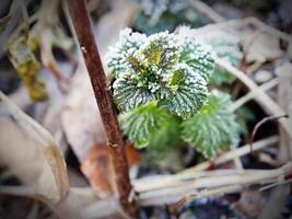 Green plant under dry grass and covered in frost photo